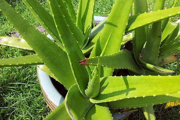 Aloe vera - aloe prav